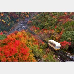 ケーブルカーからの車窓の景色が四季折々で素晴らしい／（提供写真）