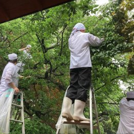 庭の梅の実を収穫する調理上の皆さん（「元湯陣屋」のインスタから）