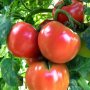 カゴメはトマトから“野菜の会社”へ…植物性由来「プラントベース」食品の開発を加速