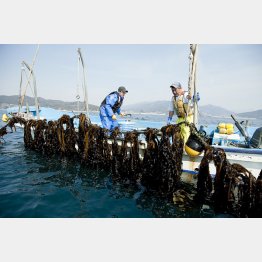 ワカメの収穫、旬は2月から5月（提供写真）