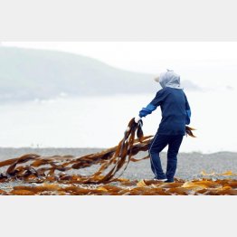 天日干し作業は重労働（提供写真）