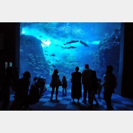 幻想的な新江ノ島水族館