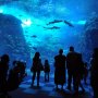 東京サマーランドに新江ノ島水族館 夏休みは「レジャー施設とセット」の1日乗車券であそぶ