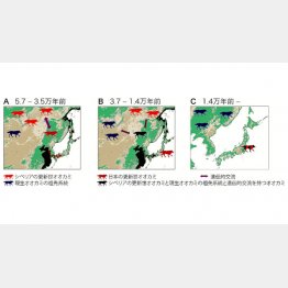 図④（左からA、B、C）／（提供）共同研究グループ