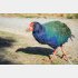 虹色の飛べない鳥「タカヘ」（Ｃ）iStock