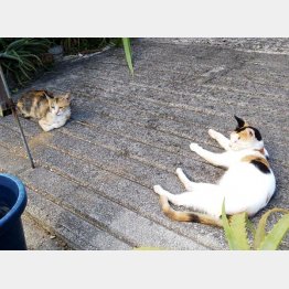 日なたぼっこが気持ちいいにゃ～（提供写真）