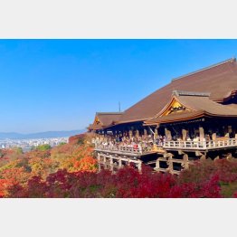 京都は紅葉シーズンに突入