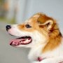 春から盛んにPRされる犬の「フィラリア症」血液検査は毎年必要なのか？ 
