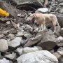 「麻薬探知犬」に落第した犬が台湾地震の捜索で大活躍！人懐こい性格で「台湾の誇り」と人気に拍車