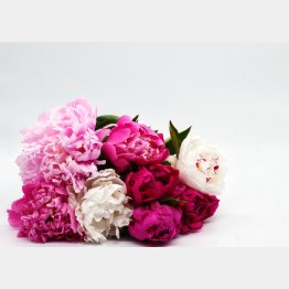 ピンクの芍薬の花言葉は「恥じらい」「はにかみ」（写真:iStock）