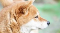コロナ禍明けで飼い犬が「分離不安定症」に…軽症ならフェロモン剤で治る
