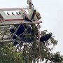 木の上で苦しむカラスを救助せよ！ 米カリフォルニア州で消防車まで現場に駆けつけ大騒動に
