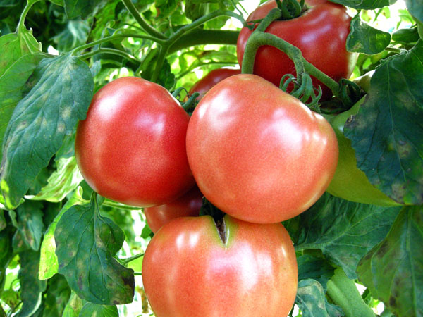 トマトに多く含まれるリコペンは油と相性が良い（Ｃ）日刊ゲンダイ