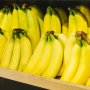 「青めのバナナ」で腸内環境を改善しストレスに強くなる
