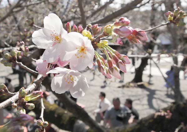 桜を眺めながら…（Ｃ）共同通信社