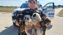 米テキサス州で炎天下に捨てられた子犬8匹を保安官補2人が救助！ 引き取り手もすべて決まる