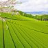 美しい茶畑の香りは現地に行かないとわからない（提供写真）