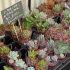 古本と植物が融合…（Ｃ）日刊ゲンダイ