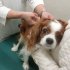 抗体検査には狂犬病予防ワクチン接種が2回必要