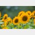 「陽」の気満タン！（写真:iStock）