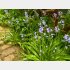 植えた覚えが無いのにこんなに増えるかね／無断転載禁止（C）コクハク