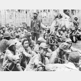 ソロモン諸島のガダルカナル島で、米軍の捕虜となった日本軍兵士(1942=昭和17=年11月)/(ACME)